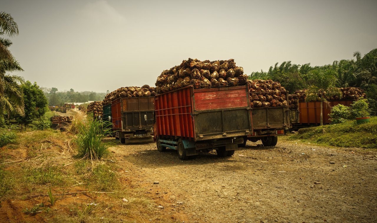 TUTURA.ID - Borok agraria Sulteng: 43 perusahaan sawit berpotensi disetop