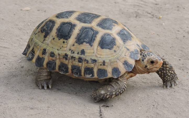 TUTURA.ID - Kisah dua kura-kura endemik Sulawesi yang terancam punah