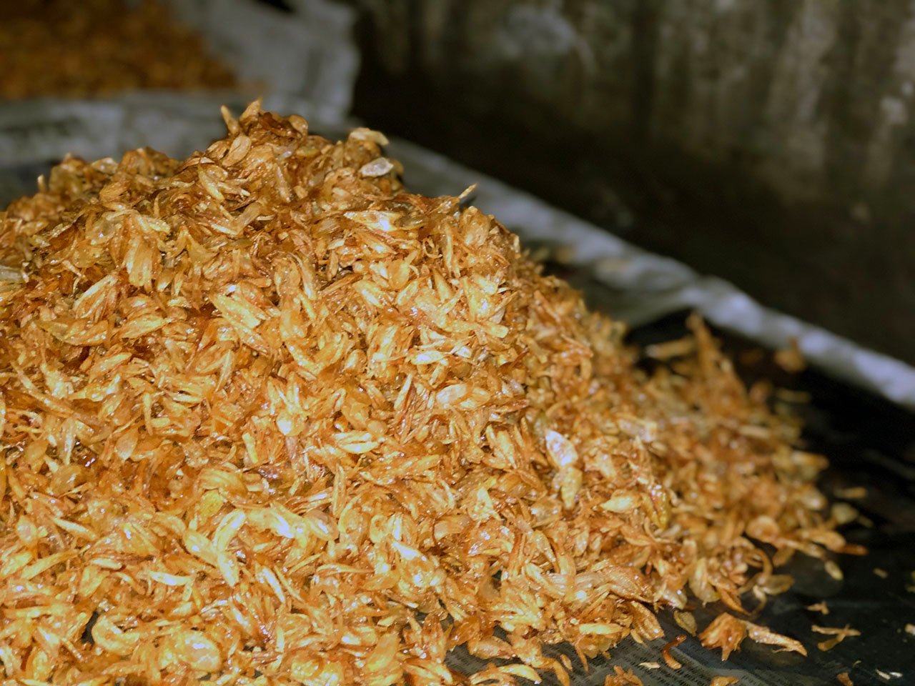 TUTURA.ID - Cerita produksi bawang goreng renyah dari Wombo Kalonggo