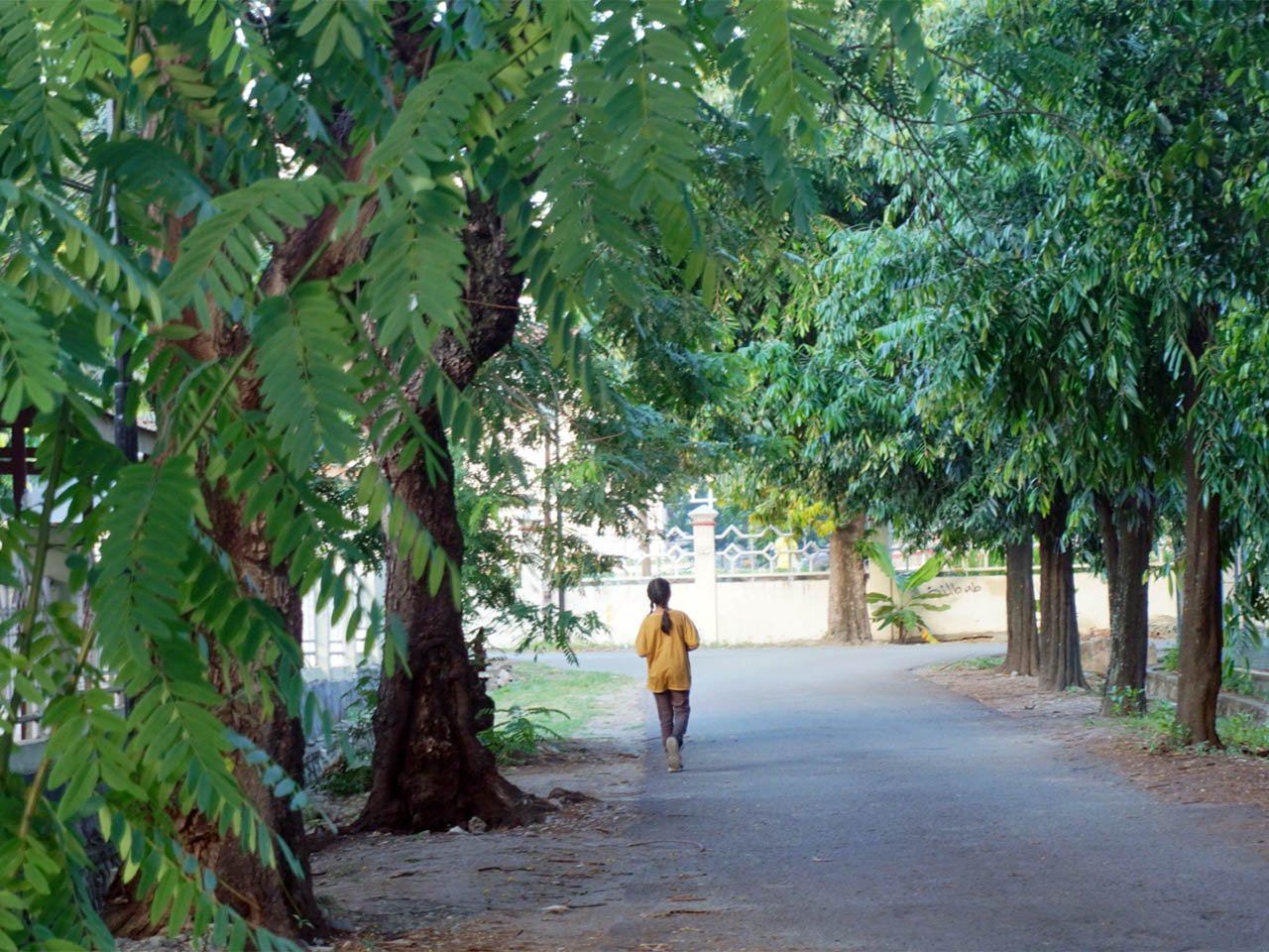 TUTURA.ID - Enam jenis pohon untuk pekarangan rumah dan kawasan perkotaan