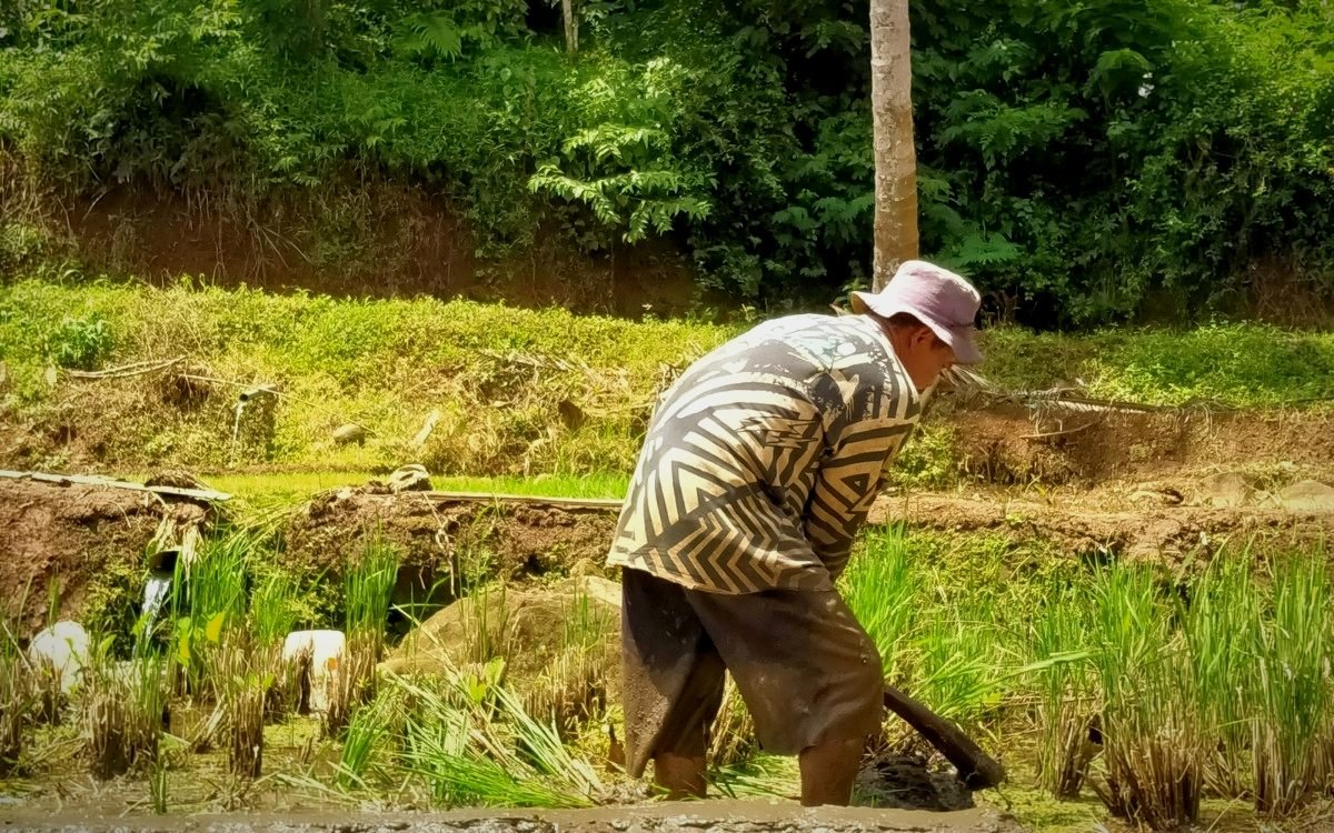 TUTURA.ID - Hari Tani Nasional: Pelbagai masalah petani di Sulteng