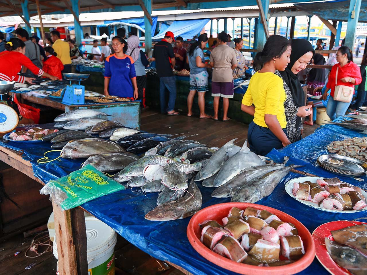 TUTURA.ID - Kasus ribuan ternak babi yang mati mendadak di Parimo menyulut keengganan warga mengonsumsi ikan