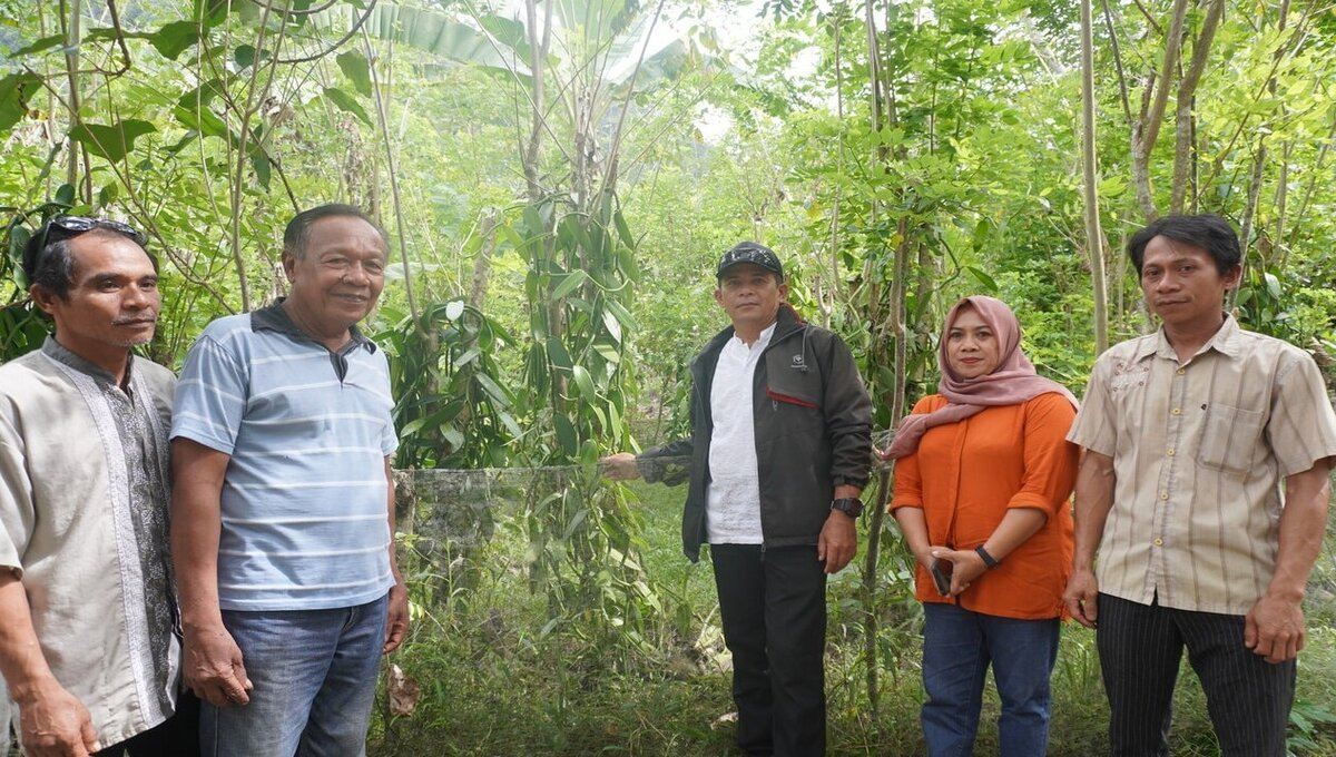 TUTURA.ID - Menguak rahasia kebangkitan 'emas hijau' di Sigi