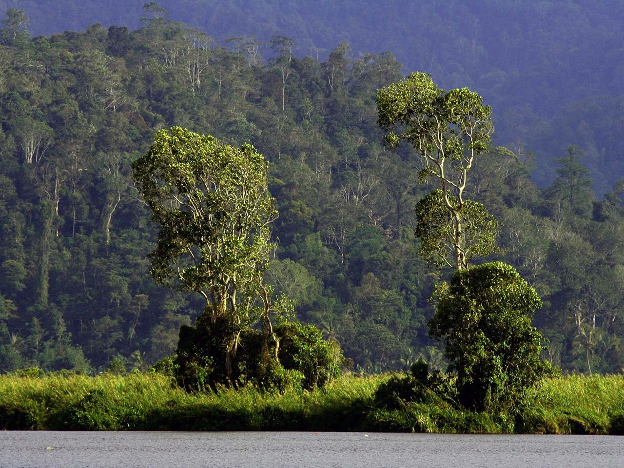 TUTURA.ID - Menjadikan Taman Nasional Lore Lindu sebagai Energy of Celebes