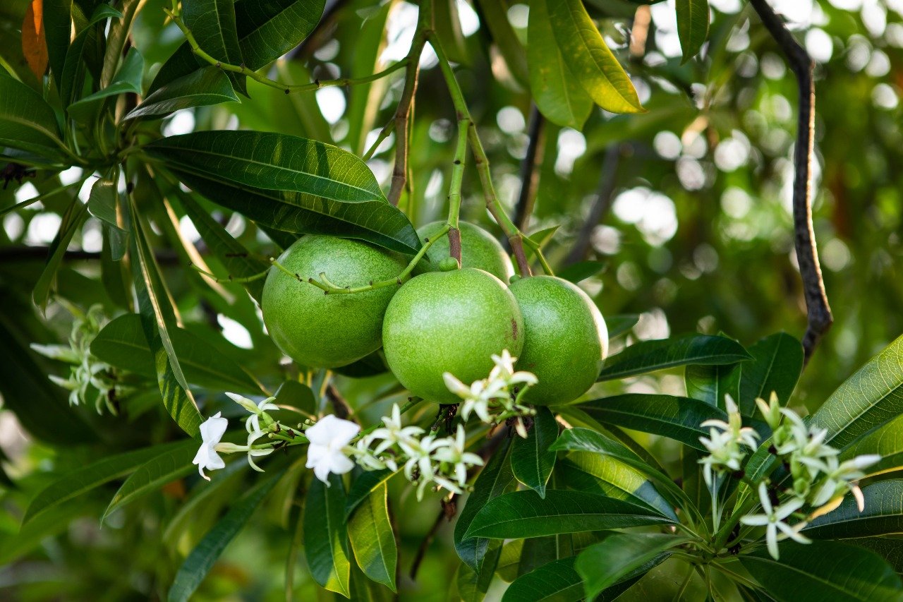 TUTURA.ID - Tentang pohon bunuh diri dan buah bintaro di Jalur Dua Palu